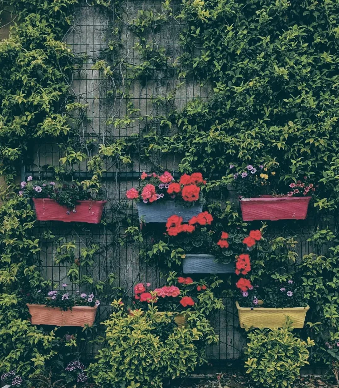 Midori Garden 4